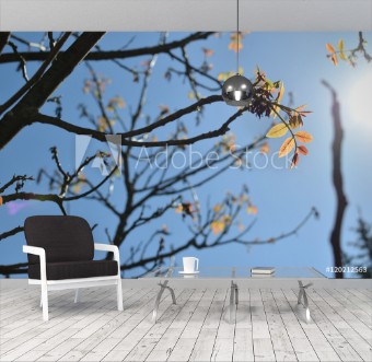 Picture of Branches and young leaves structure in springtime at back light